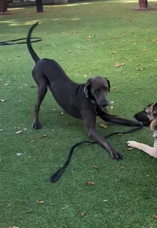 Gus, a Adoptable Great Dane in Windsor, CO image 3/4