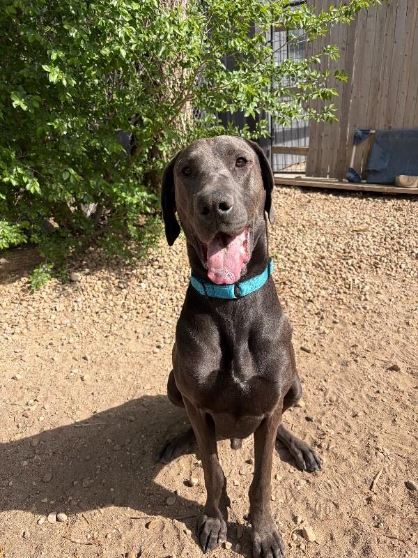 Gus, a Adoptable Great Dane in Windsor, CO image 4/4