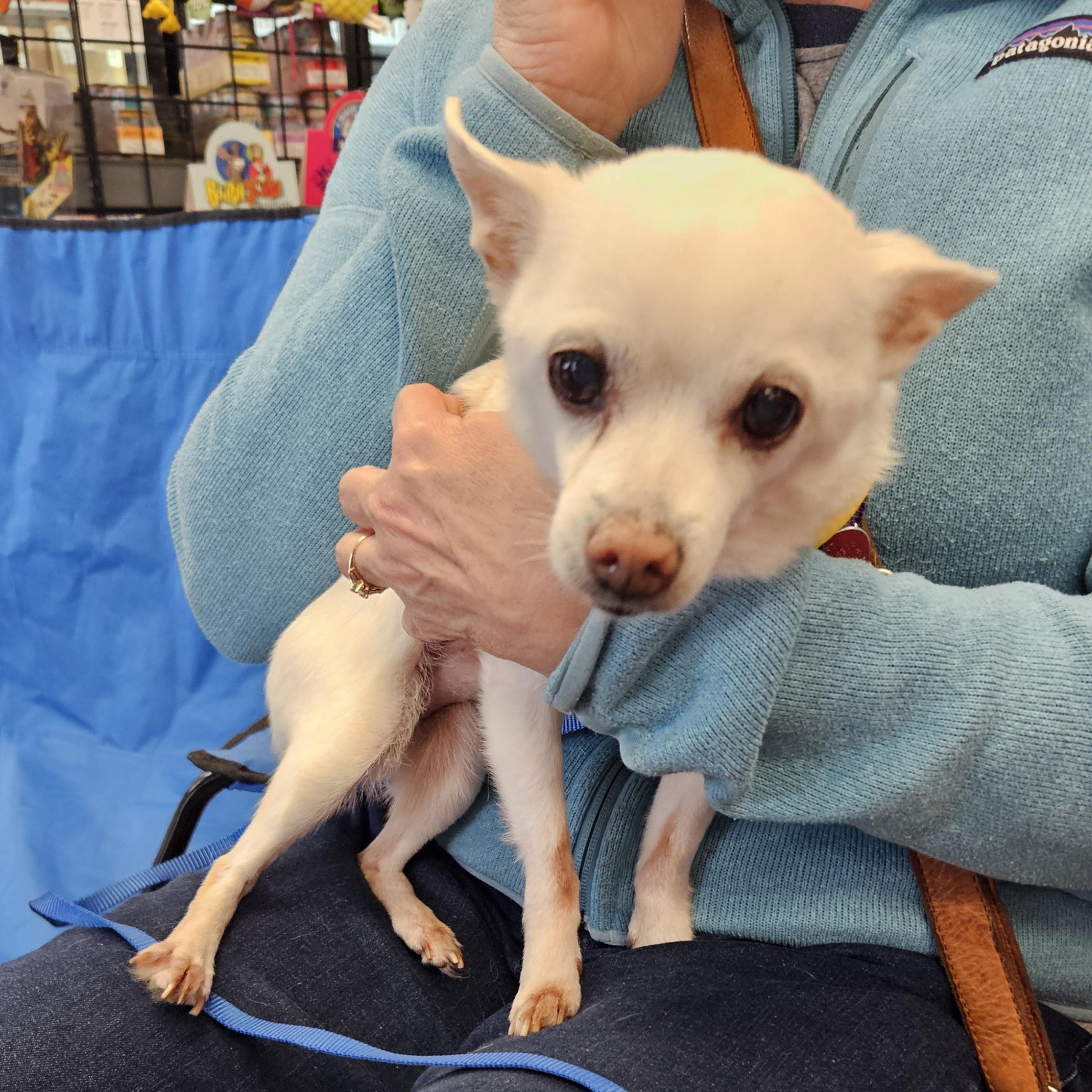 Enlarge Shamus, an adoptable Chihuahua in Raleigh, NC image 4/4