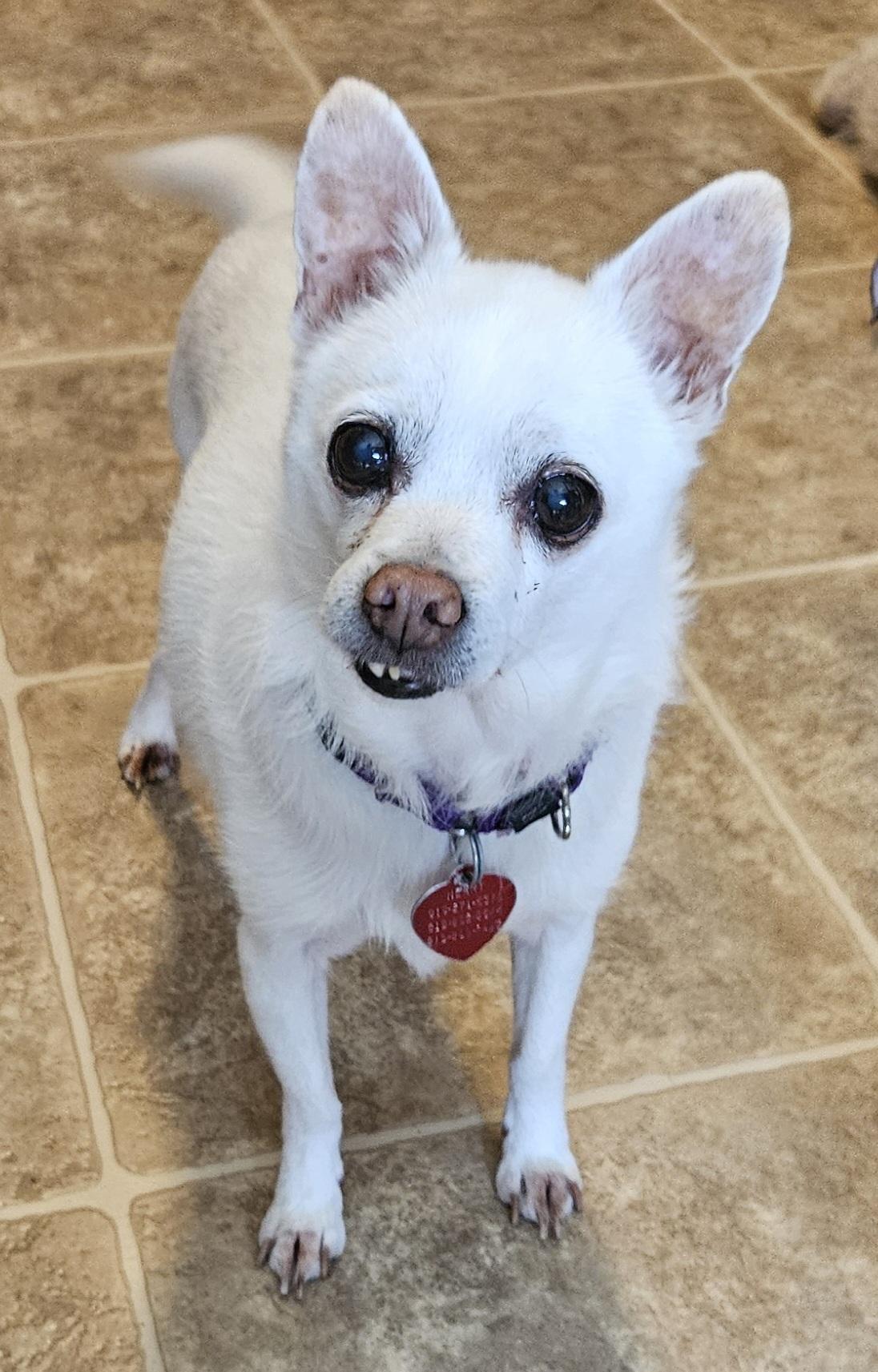 Enlarge Shamus, an adoptable Chihuahua in Raleigh, NC image 1/4