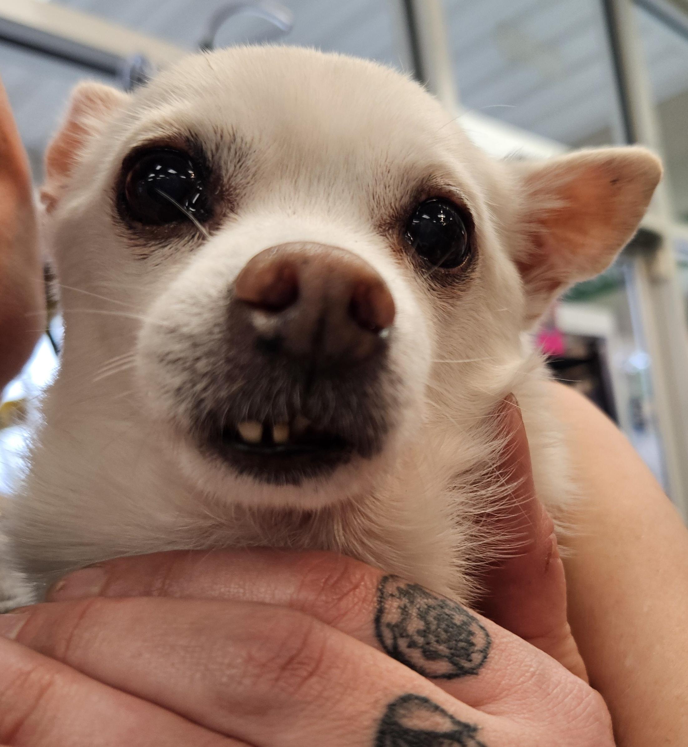 Enlarge Shamus, an adoptable Chihuahua in Raleigh, NC image 2/4