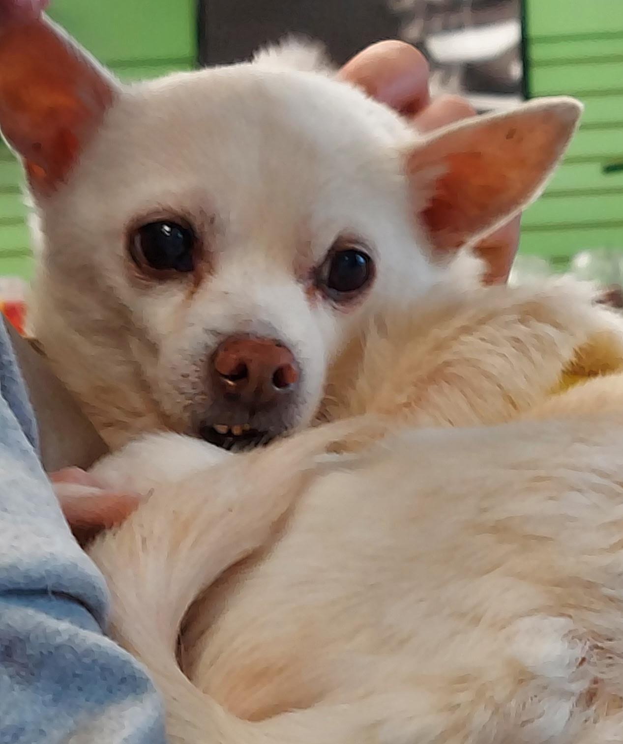 Enlarge Shamus, an adoptable Chihuahua in Raleigh, NC image 3/4