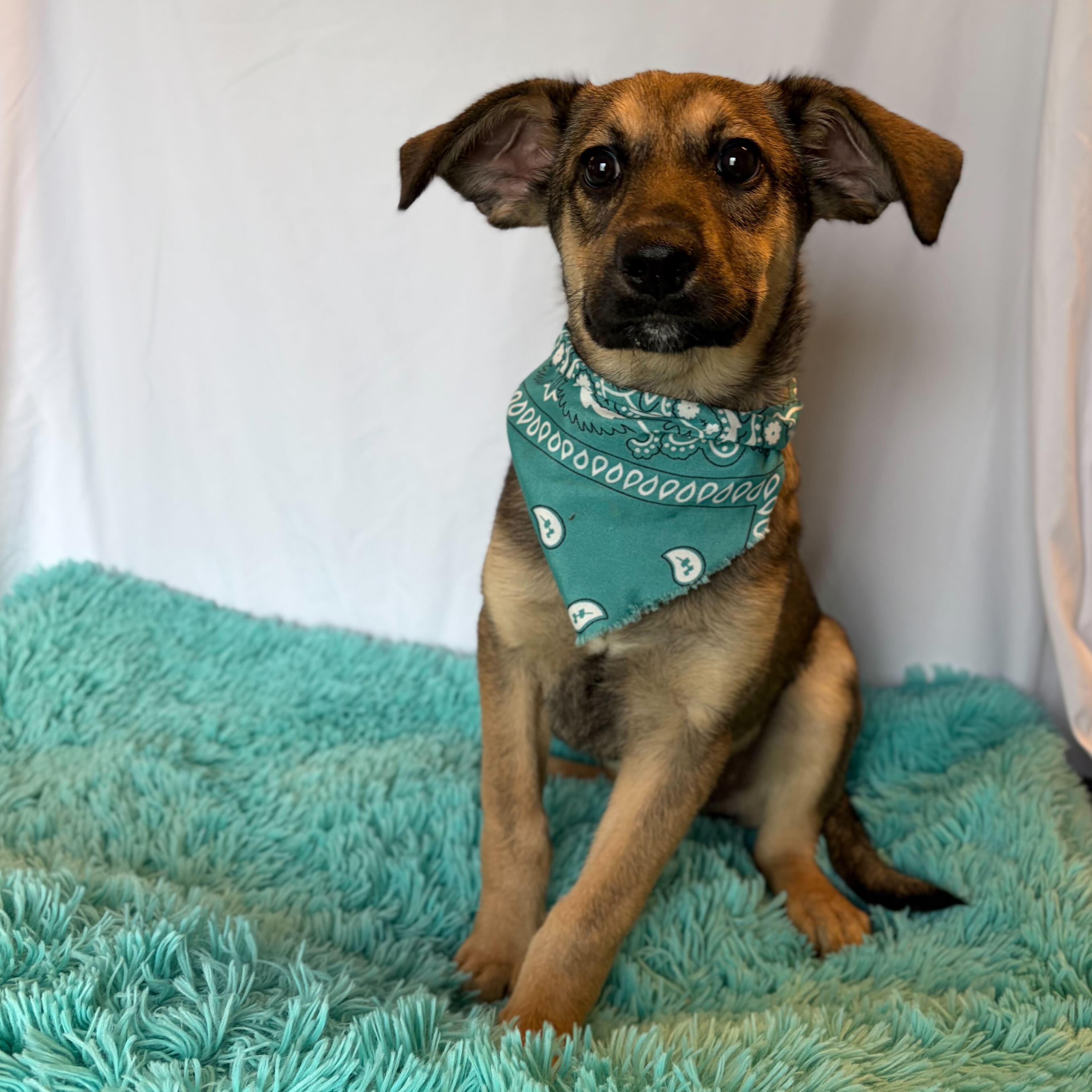 Hawk, Adoptable, Puppy Male Mixed Breed.