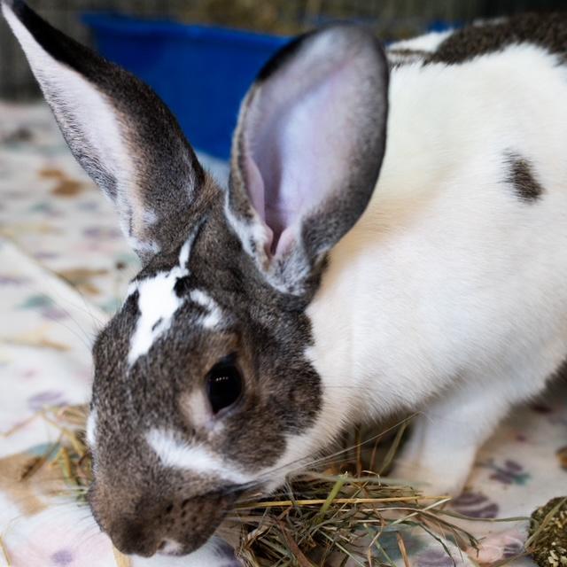 Enlarge NUCITA, a Adoptable English Spot in Boston, MA image 1/1