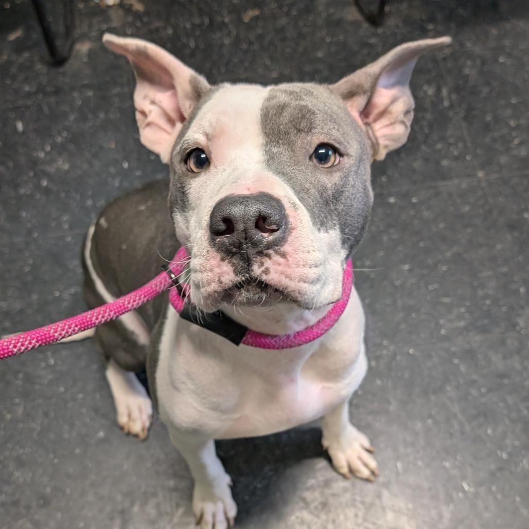 Enlarge Doja, a Adoptable Pit Bull Terrier in Shinnston, WV image 1/3