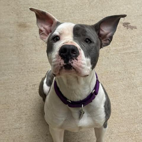 Enlarge Doja, a Adoptable Pit Bull Terrier in Shinnston, WV image 2/3