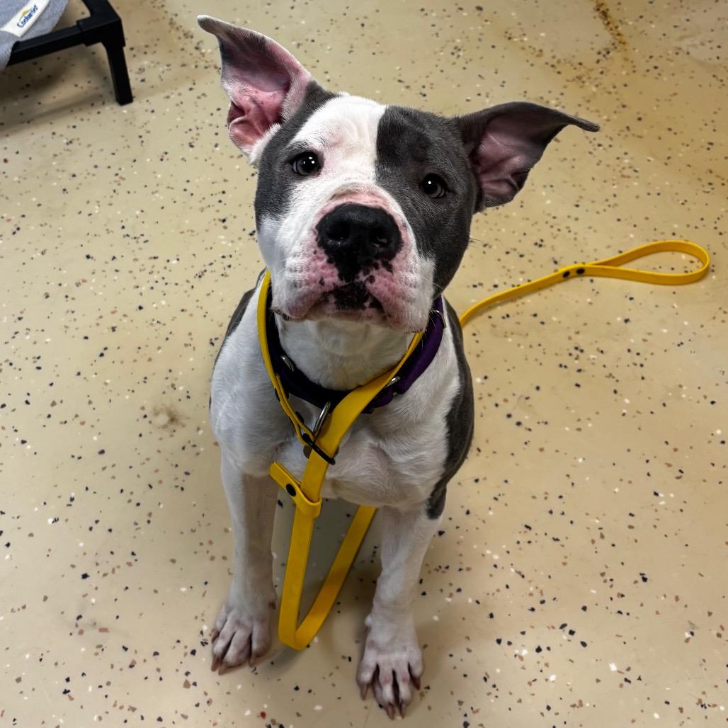 Enlarge Doja, a Adoptable Pit Bull Terrier in Shinnston, WV image 3/3