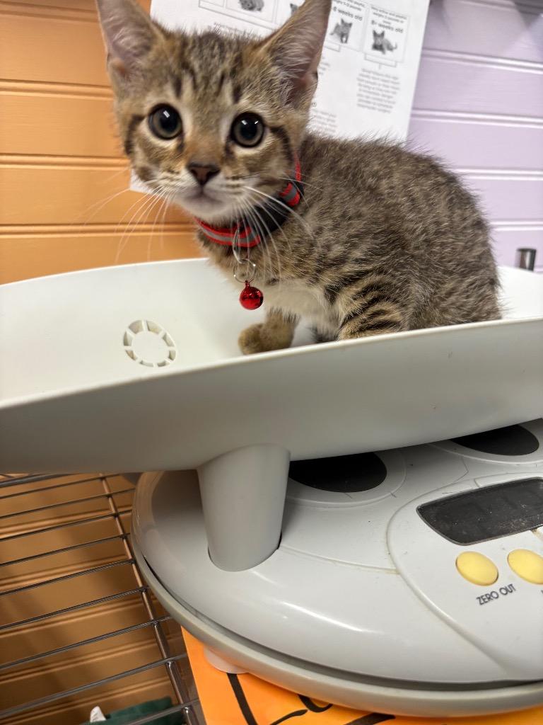 Ozzy, Adoptable, Kitten Male Domestic Short Hair.