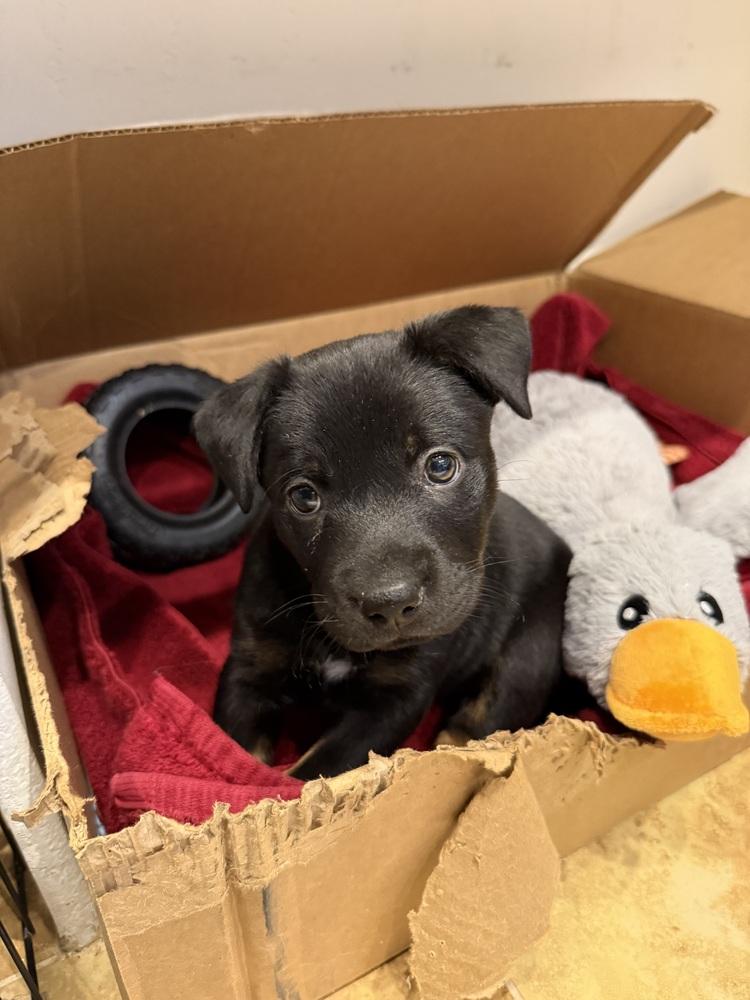 Manzano, Adoptable, Puppy Male Mixed Breed.