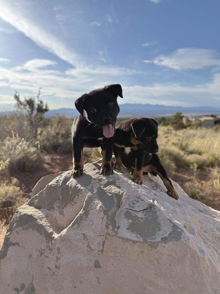 Enlarge Manzano, a Adoptable mixed breed in Mountainair, NM image 3/6