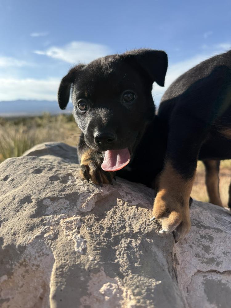 Enlarge Manzano, a Adoptable mixed breed in Mountainair, NM image 5/6