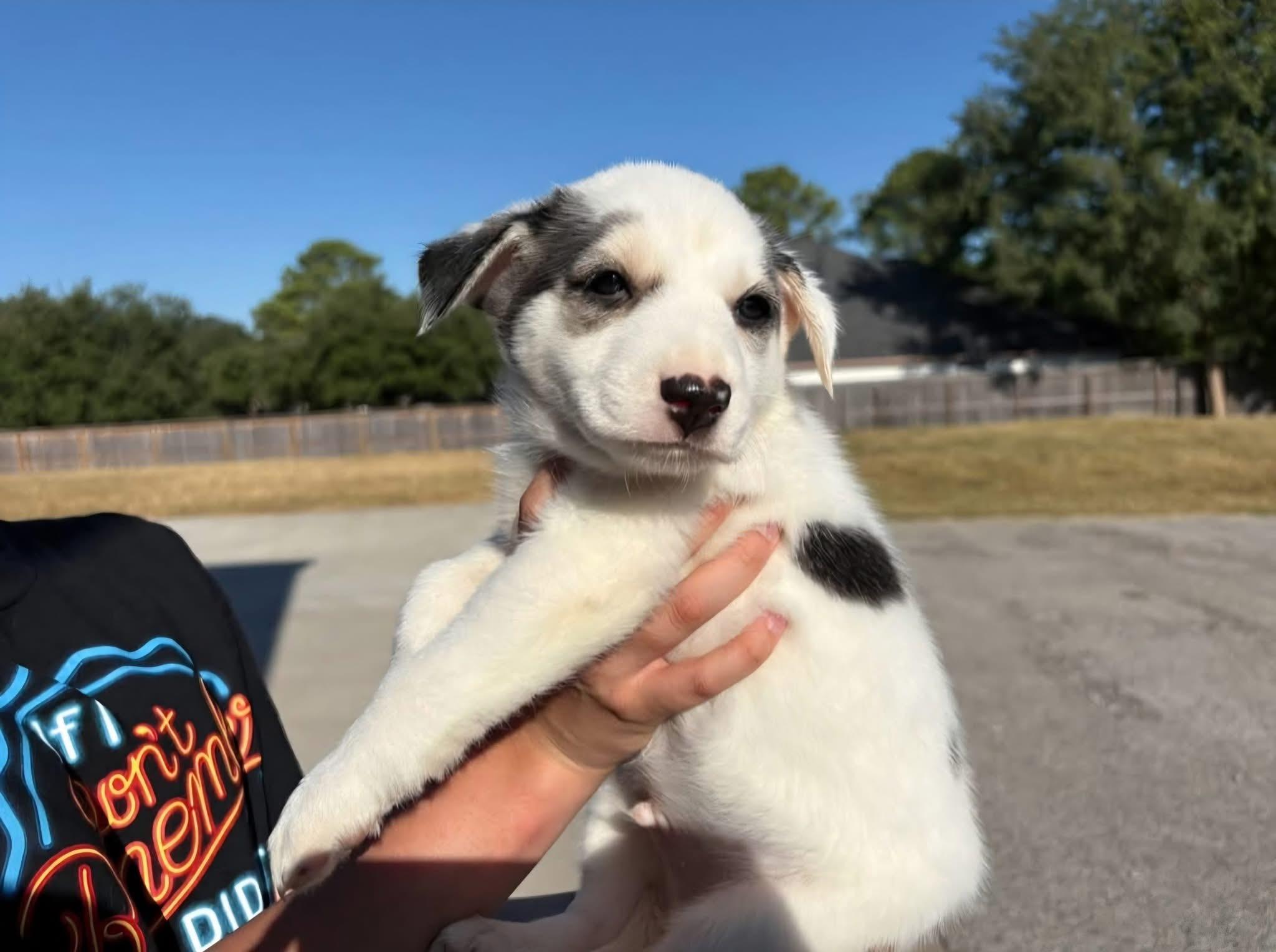 Moses, Adopted, Puppy Male Husky.
