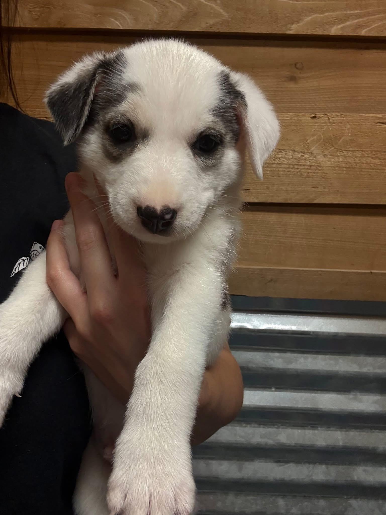 Enlarge Moses, a Adopted Husky in Whitestone, NY image 2/2