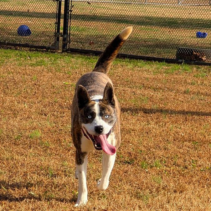 Princess Mindy, Adoptable, Adult Female Mixed Breed.