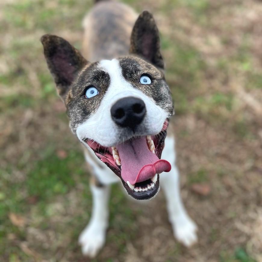 Princess Mindy, Adoptable, Adult Female Mixed Breed.