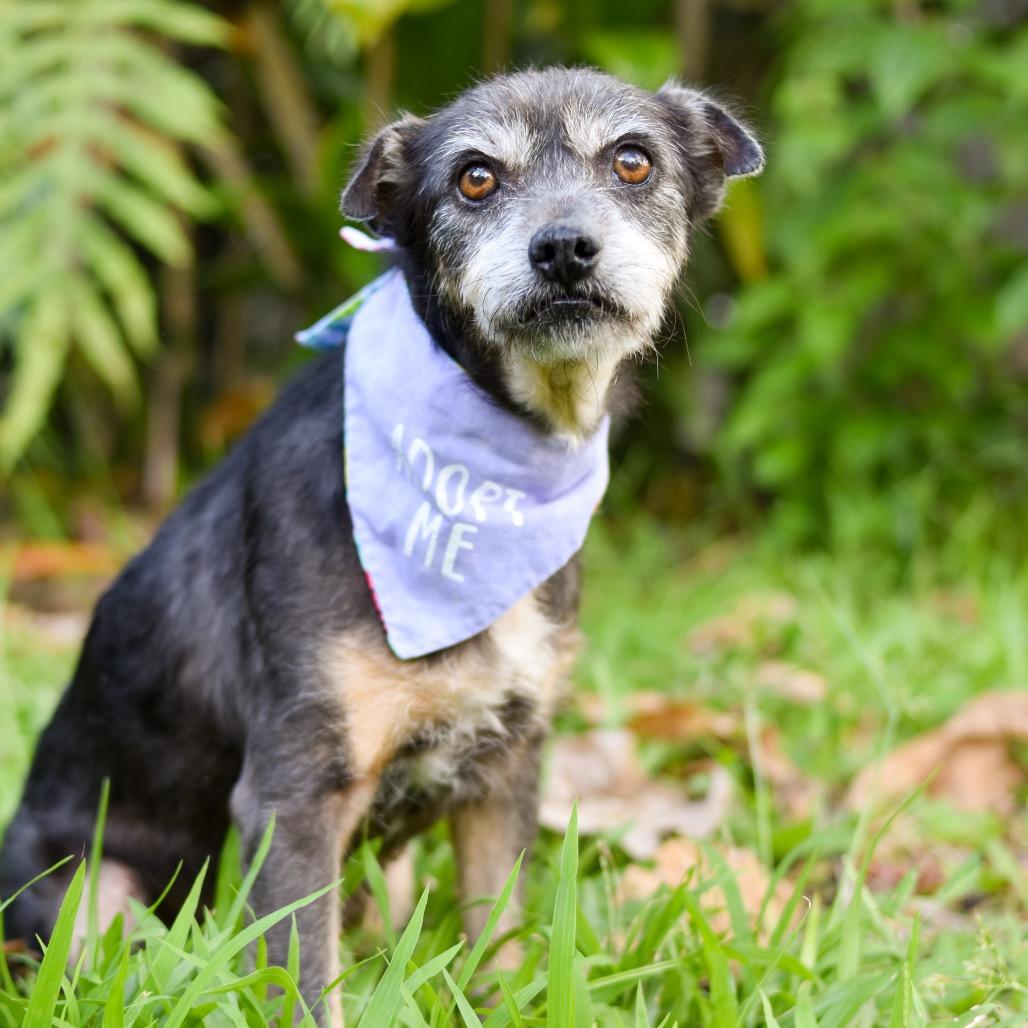 Gertie, Adoptable, Senior Female Mixed Breed.