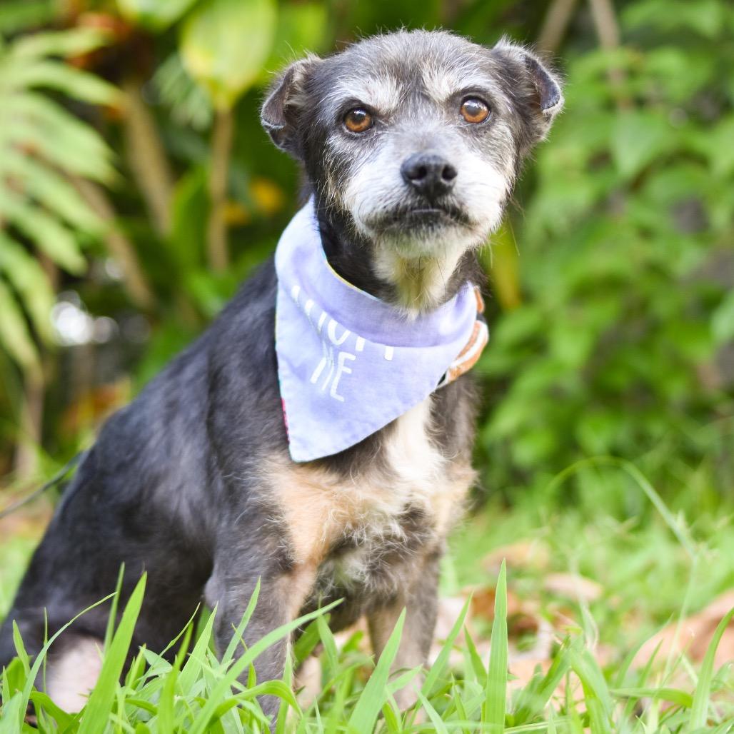 Enlarge Gertie, a Adoptable Mixed Breed in Kailua Kona, HI image 2/3
