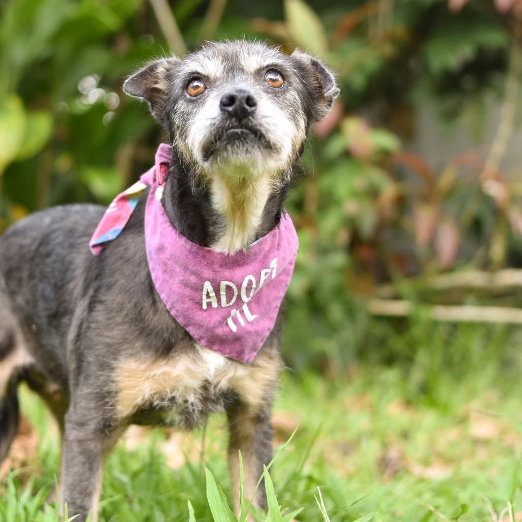 Enlarge Gertie, a Adoptable Mixed Breed in Kailua Kona, HI image 3/3