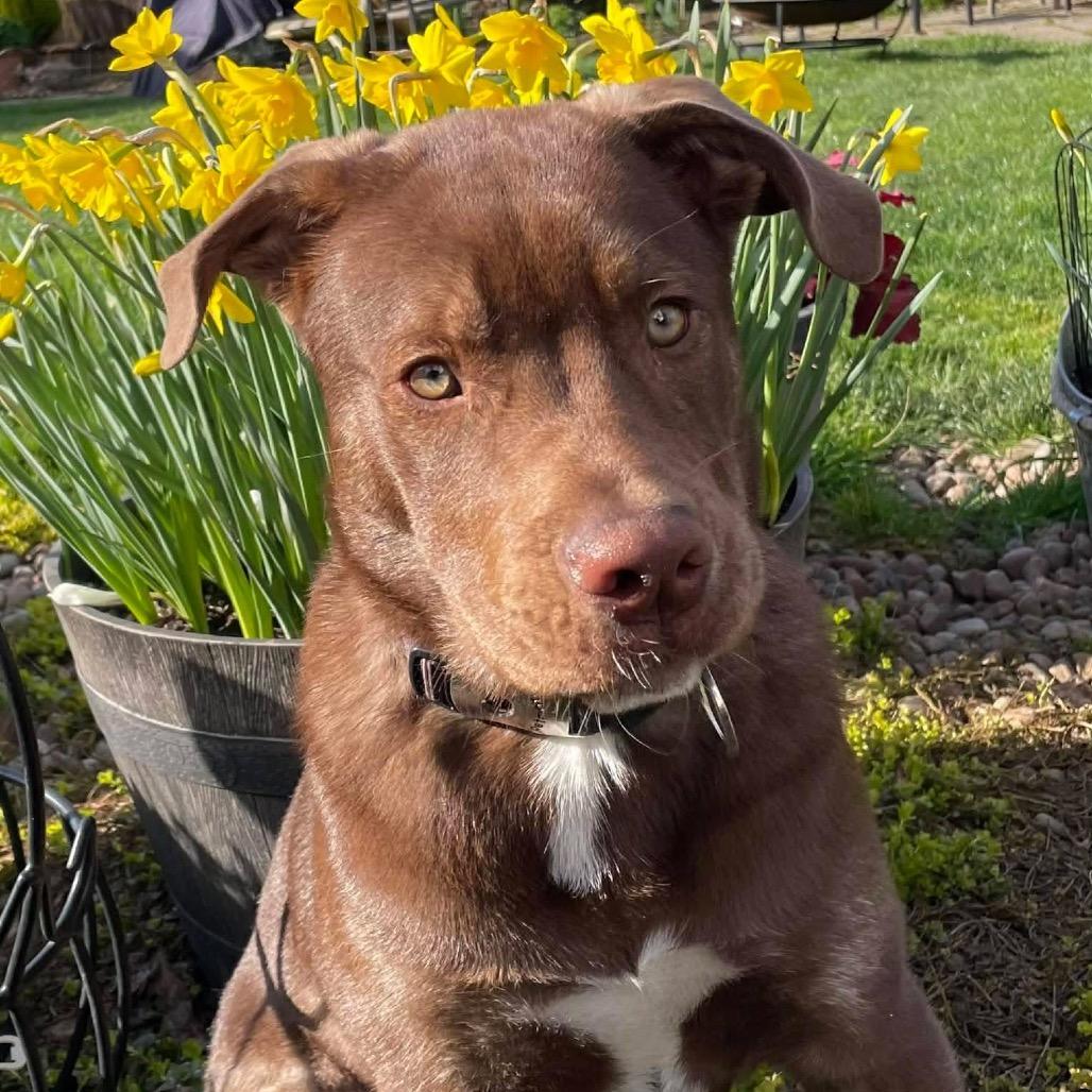 Enlarge Bernie, a Adoptable mixed breed in McMinnville, OR image 1/6