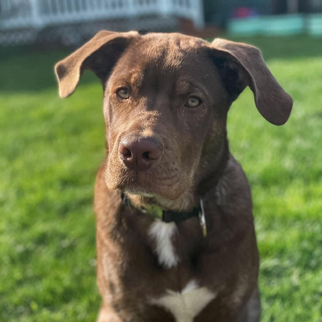 Enlarge Bernie, a Adoptable mixed breed in McMinnville, OR image 2/6