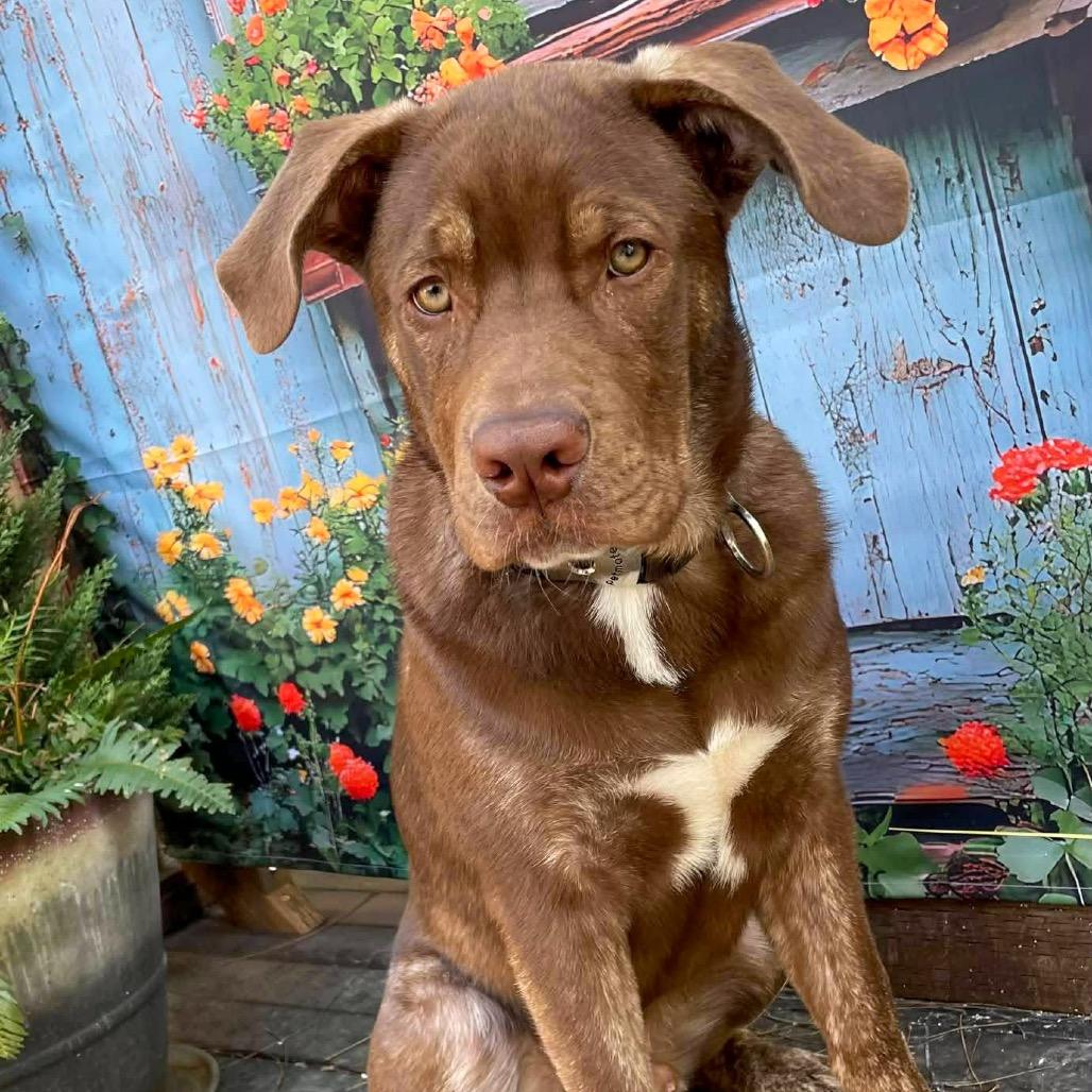 Enlarge Bernie, a Adoptable mixed breed in McMinnville, OR image 3/6