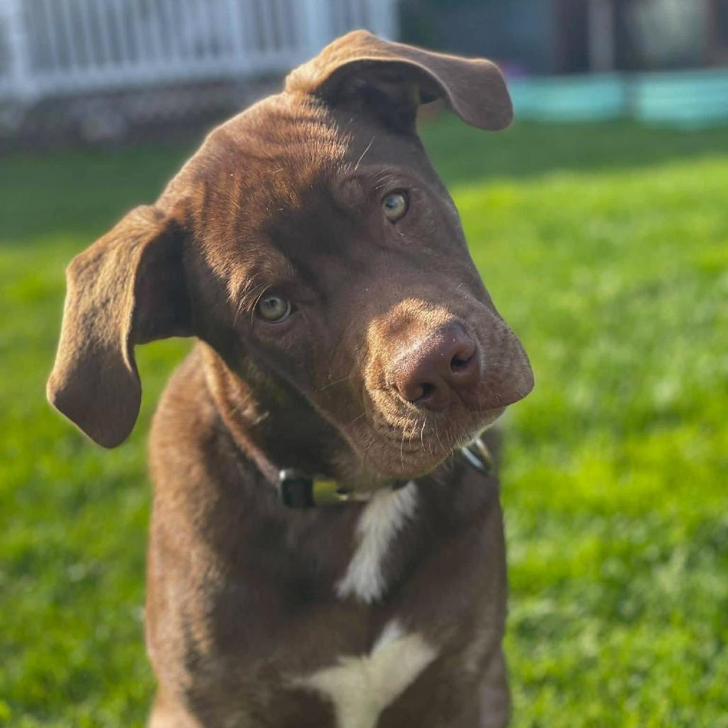 Enlarge Bernie, a Adoptable mixed breed in McMinnville, OR image 4/6