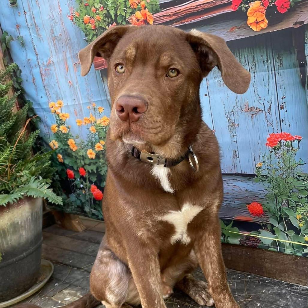 Enlarge Bernie, a Adoptable mixed breed in McMinnville, OR image 5/6