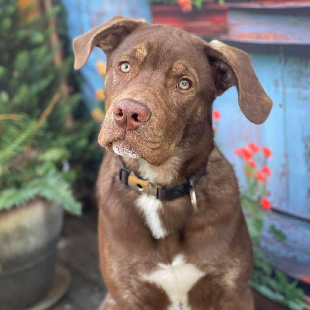Enlarge Bernie, a Adoptable mixed breed in McMinnville, OR image 6/6
