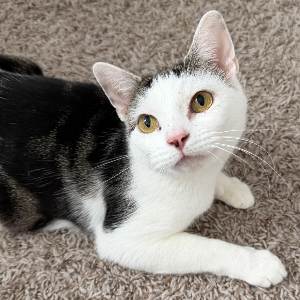 Enlarge Nala, a Adoptable Domestic Short Hair in Huntsville, AL image 1/5