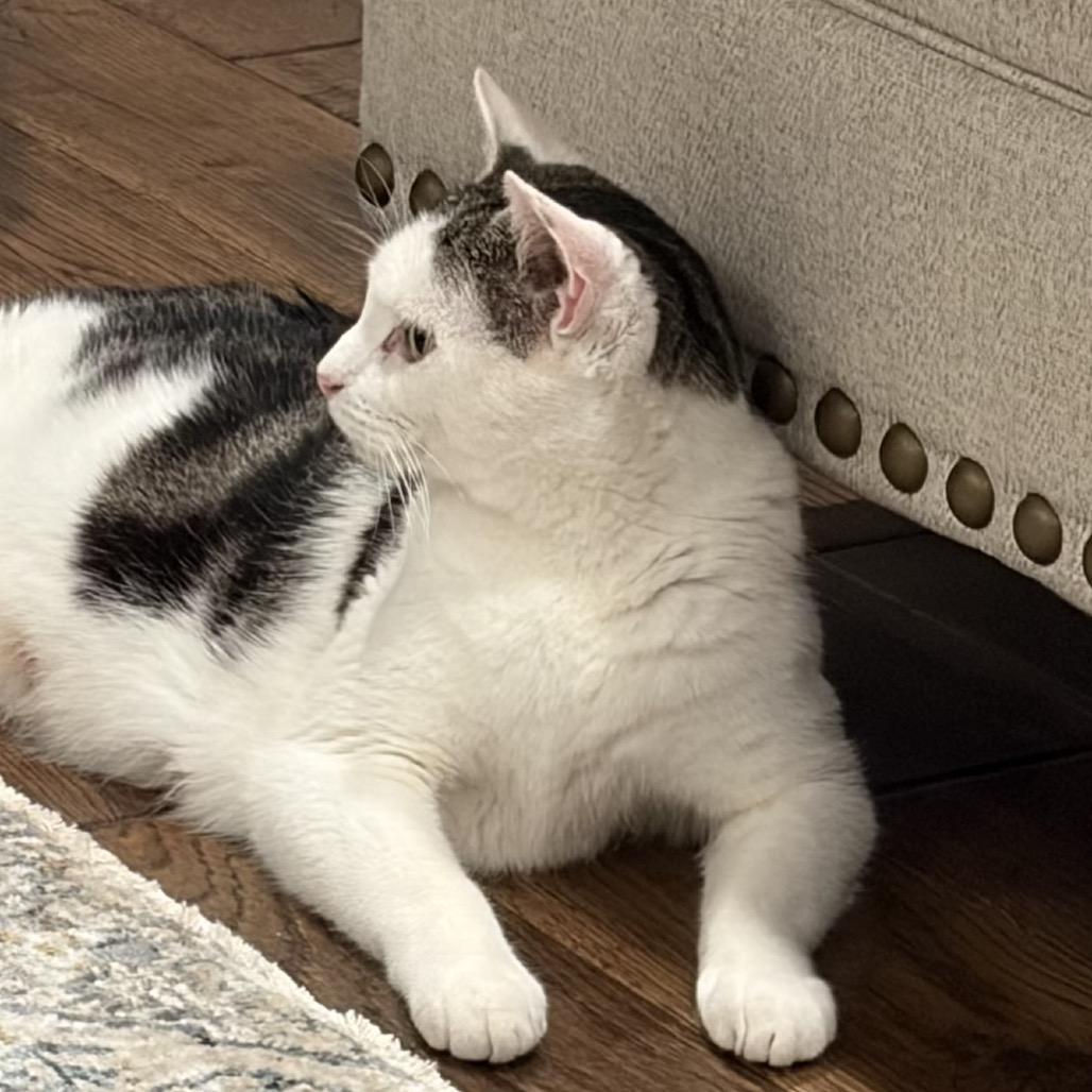 Enlarge Nala, a Adoptable Domestic Short Hair in Huntsville, AL image 2/5