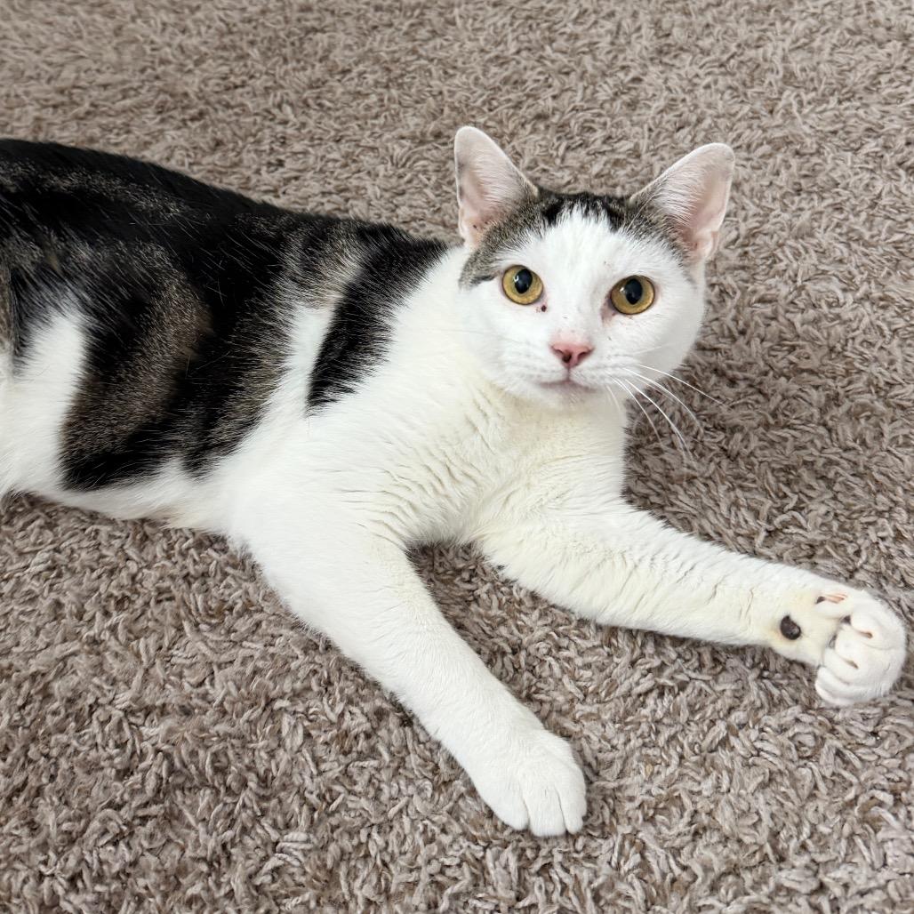 Enlarge Nala, a Adoptable Domestic Short Hair in Huntsville, AL image 3/5