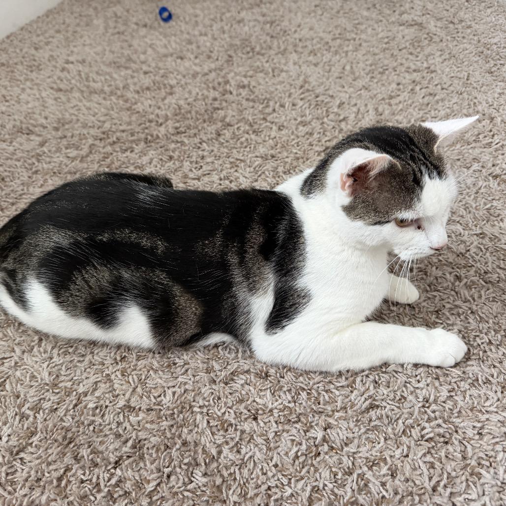 Enlarge Nala, a Adoptable Domestic Short Hair in Huntsville, AL image 4/5