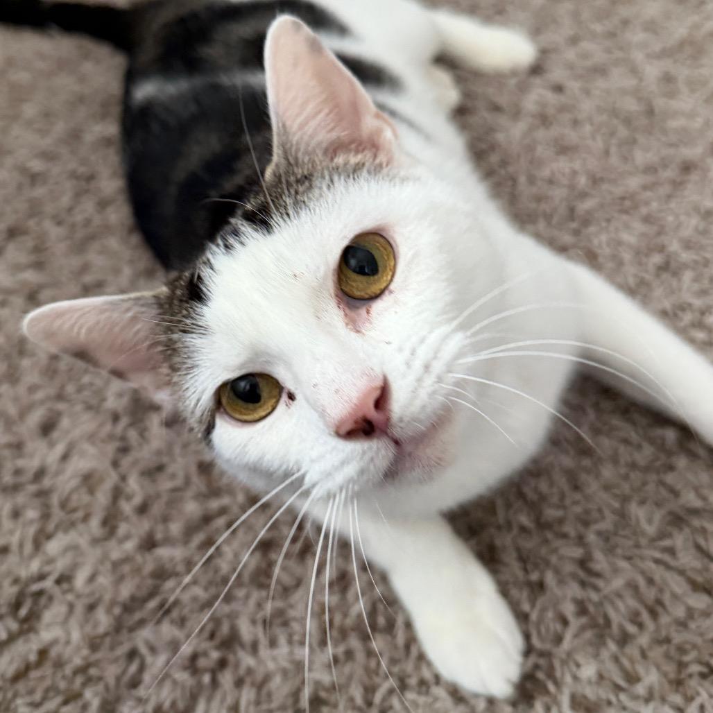 Enlarge Nala, a Adoptable Domestic Short Hair in Huntsville, AL image 5/5