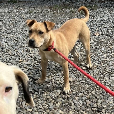 Fonzie, Adoptable, Young Male Mixed Breed.