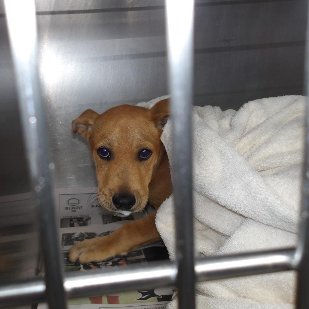 Enlarge Fonzie, a Adoptable Mixed Breed in Marble, NC image 2/4