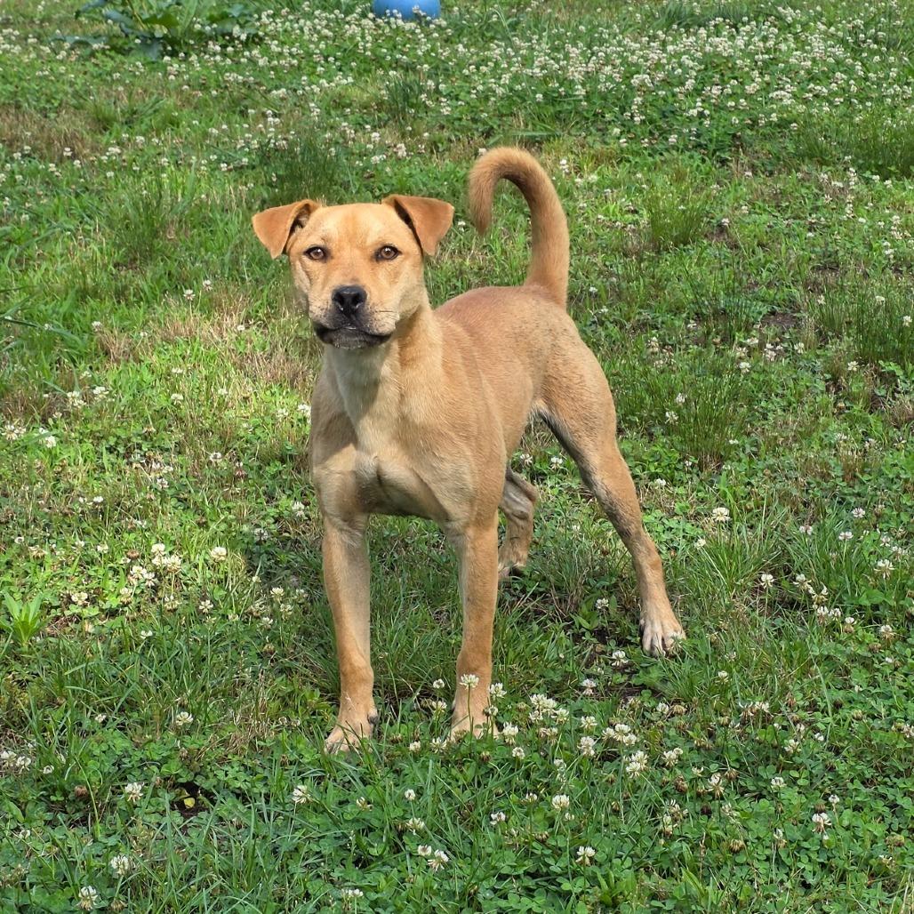 Enlarge Fonzie, a Adoptable Mixed Breed in Marble, NC image 3/4