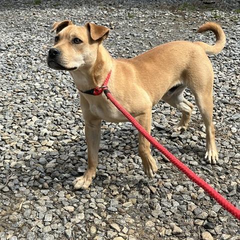 Enlarge Fonzie, a Adoptable Mixed Breed in Marble, NC image 4/4