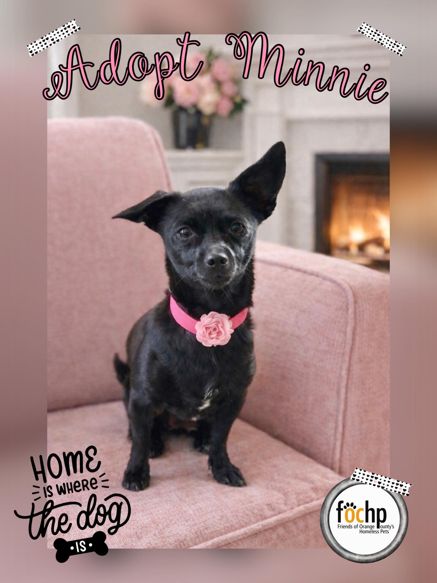 Enlarge Minnie, a Adoptable Chihuahua in Orange, CA image 1/1