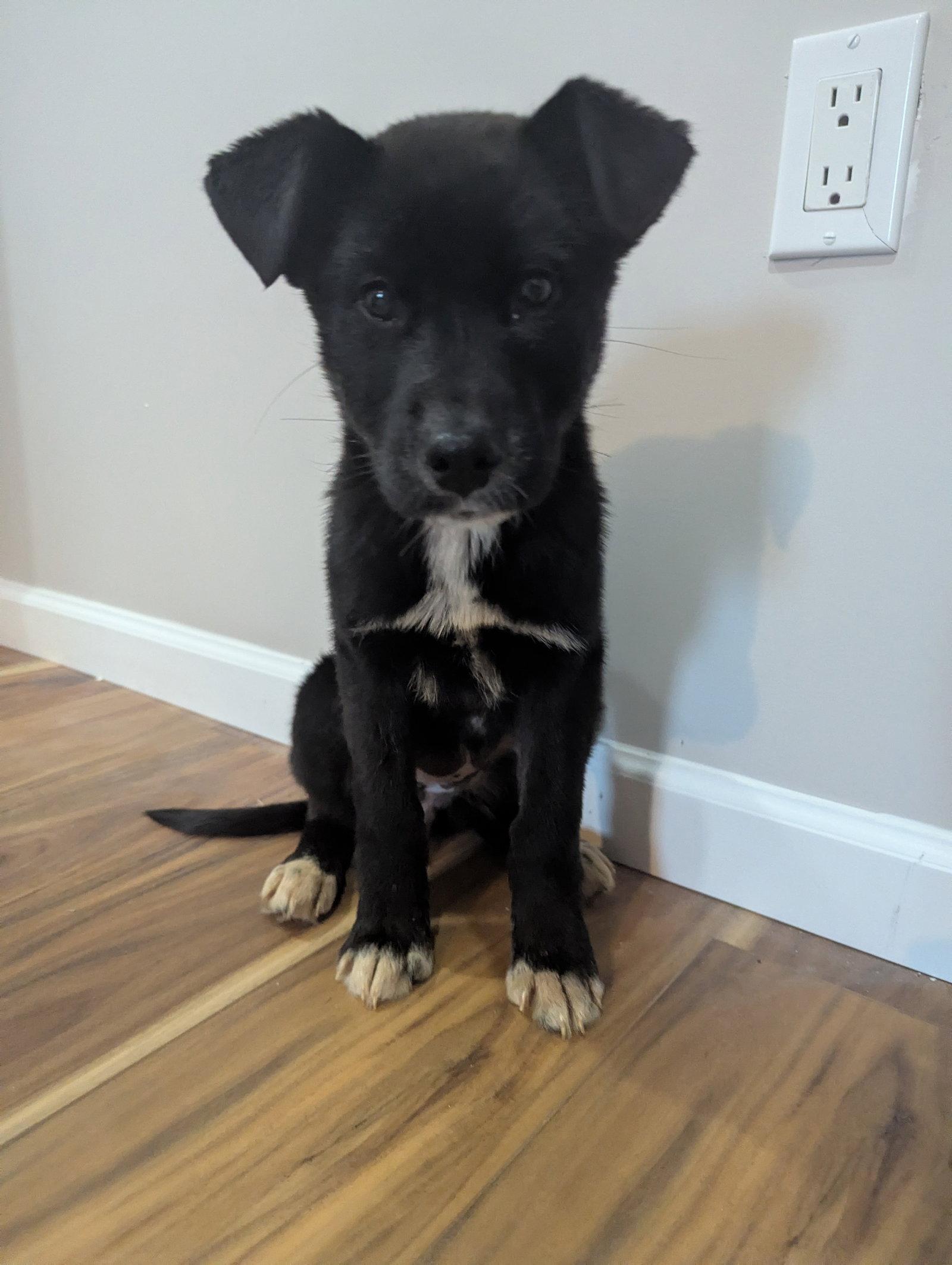 Sprite, Adoptable, Puppy Female German Shepherd Dog & Labrador Retriever.