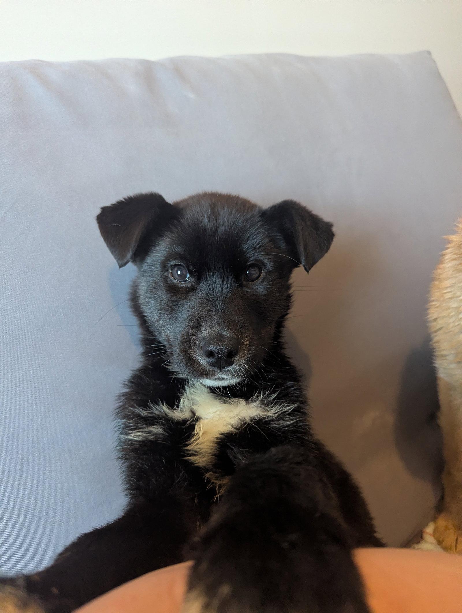 Enlarge Sprite, a Adoptable mixed breed in Calhoun, GA image 2/3