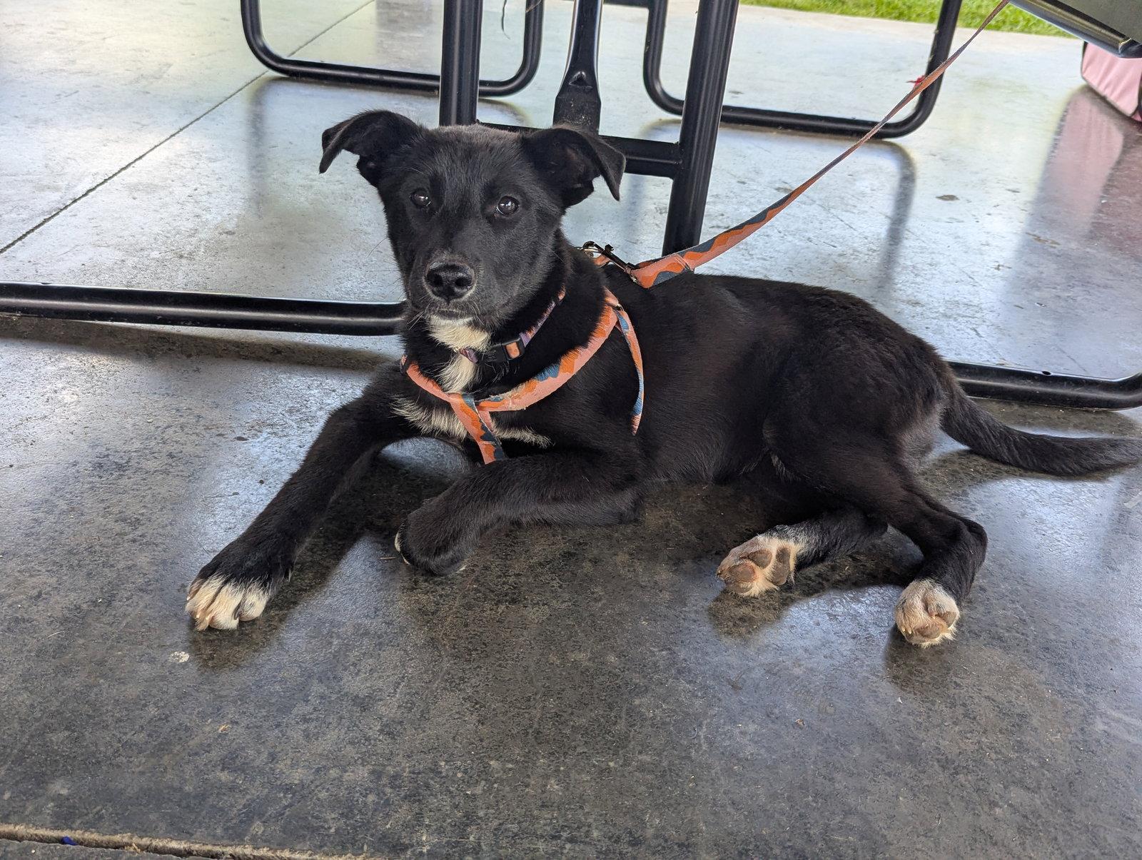 Enlarge Sprite, a Adoptable mixed breed in Calhoun, GA image 2/3