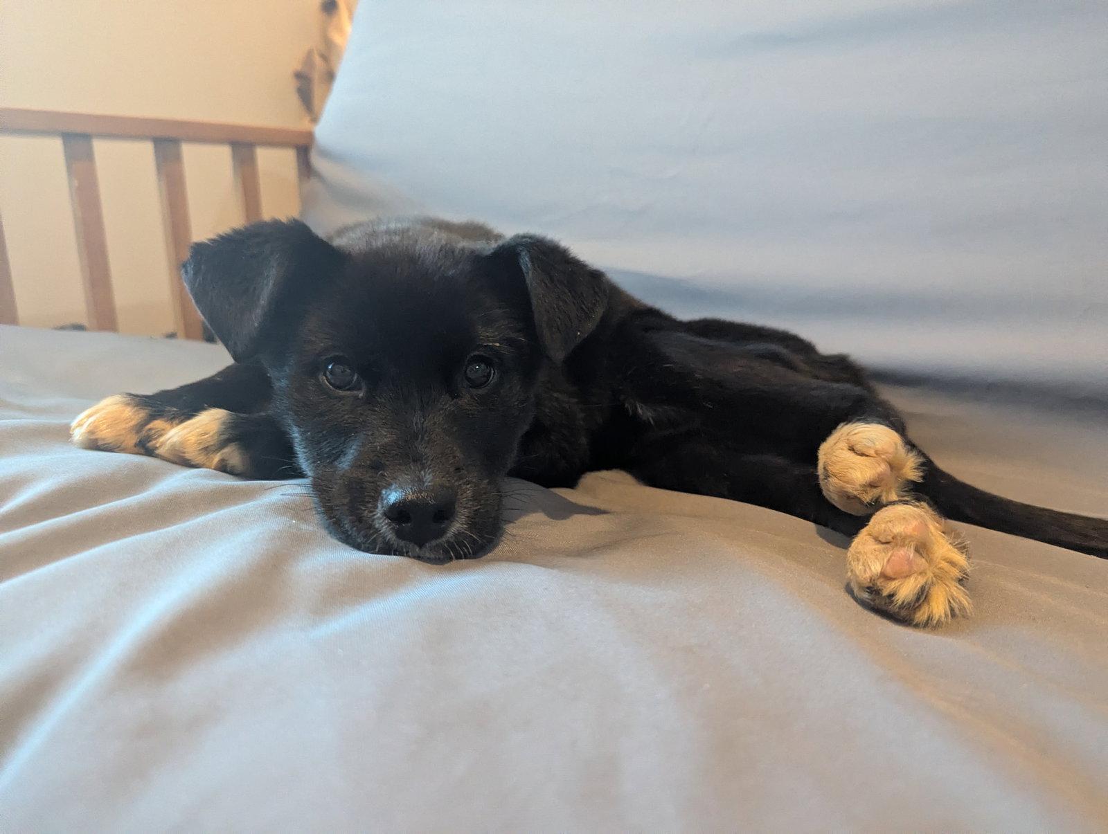 Enlarge Sprite, a Adoptable mixed breed in Calhoun, GA image 3/3