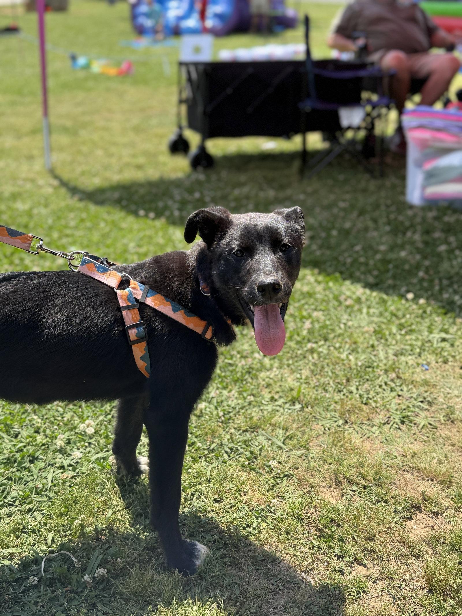 Enlarge Sprite, a Adoptable mixed breed in Calhoun, GA image 3/3