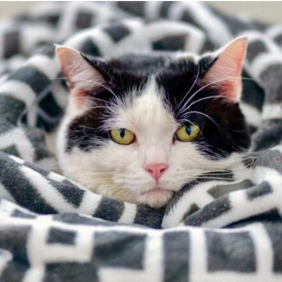 Roseland, Adoptable, Adult Female Domestic Short Hair.