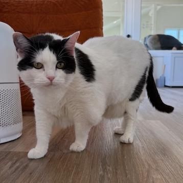 Enlarge Roseland, a Adoptable Domestic Short Hair in Chapel Hill, NC image 2/3