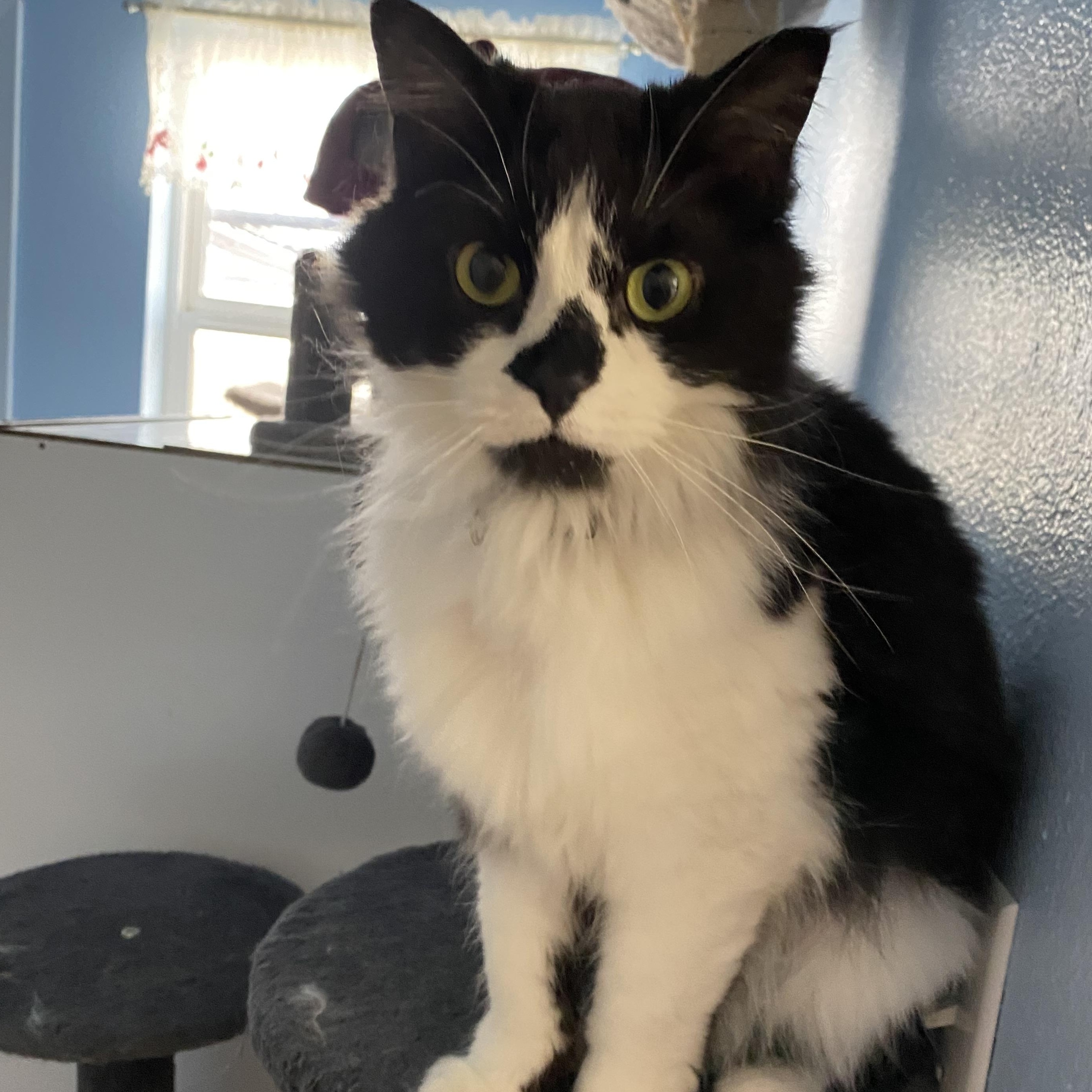 Little Missy, a ADOPTABLE Domestic Long Hair in Choteau, MT image 1/3