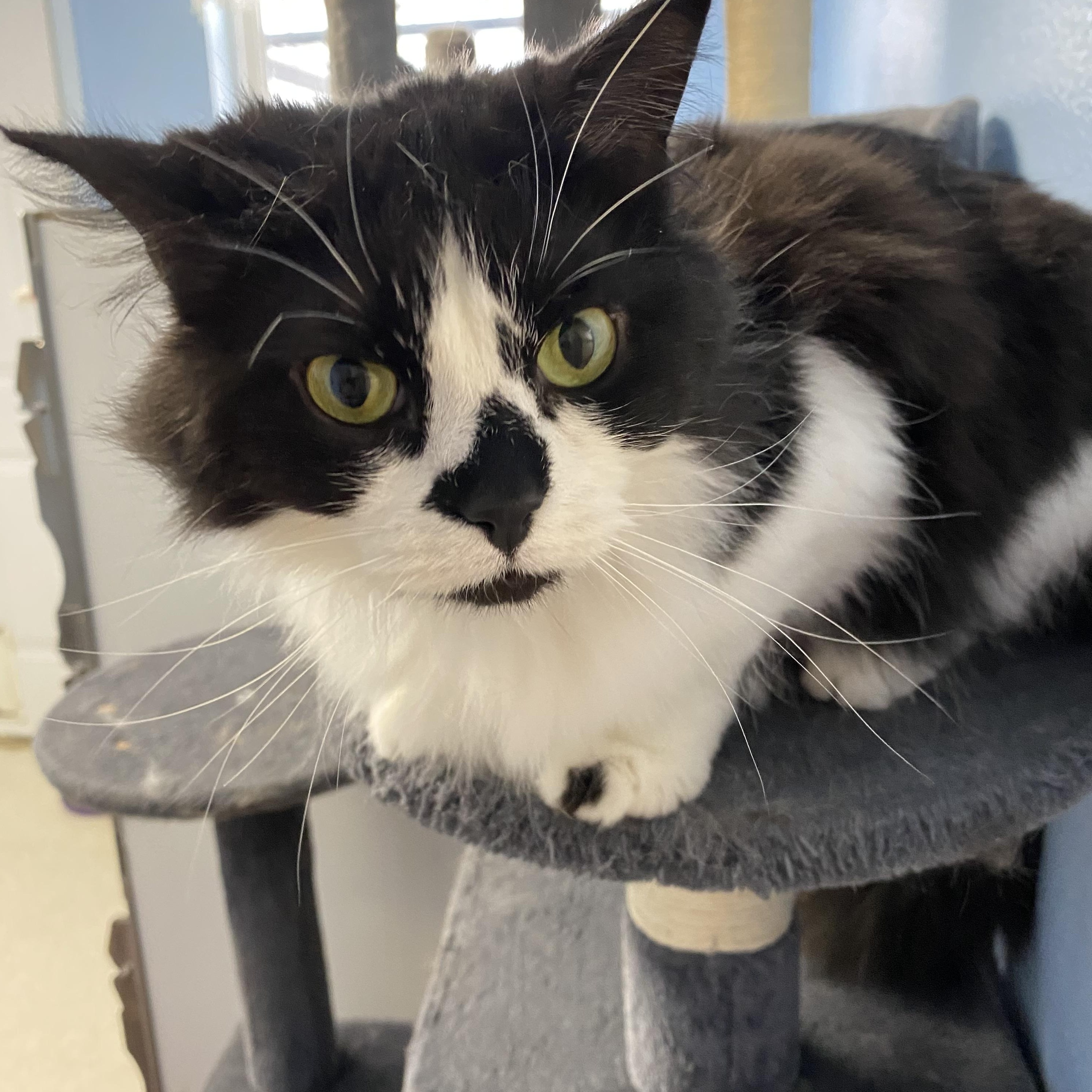 Little Missy, a ADOPTABLE Domestic Long Hair in Choteau, MT image 3/3