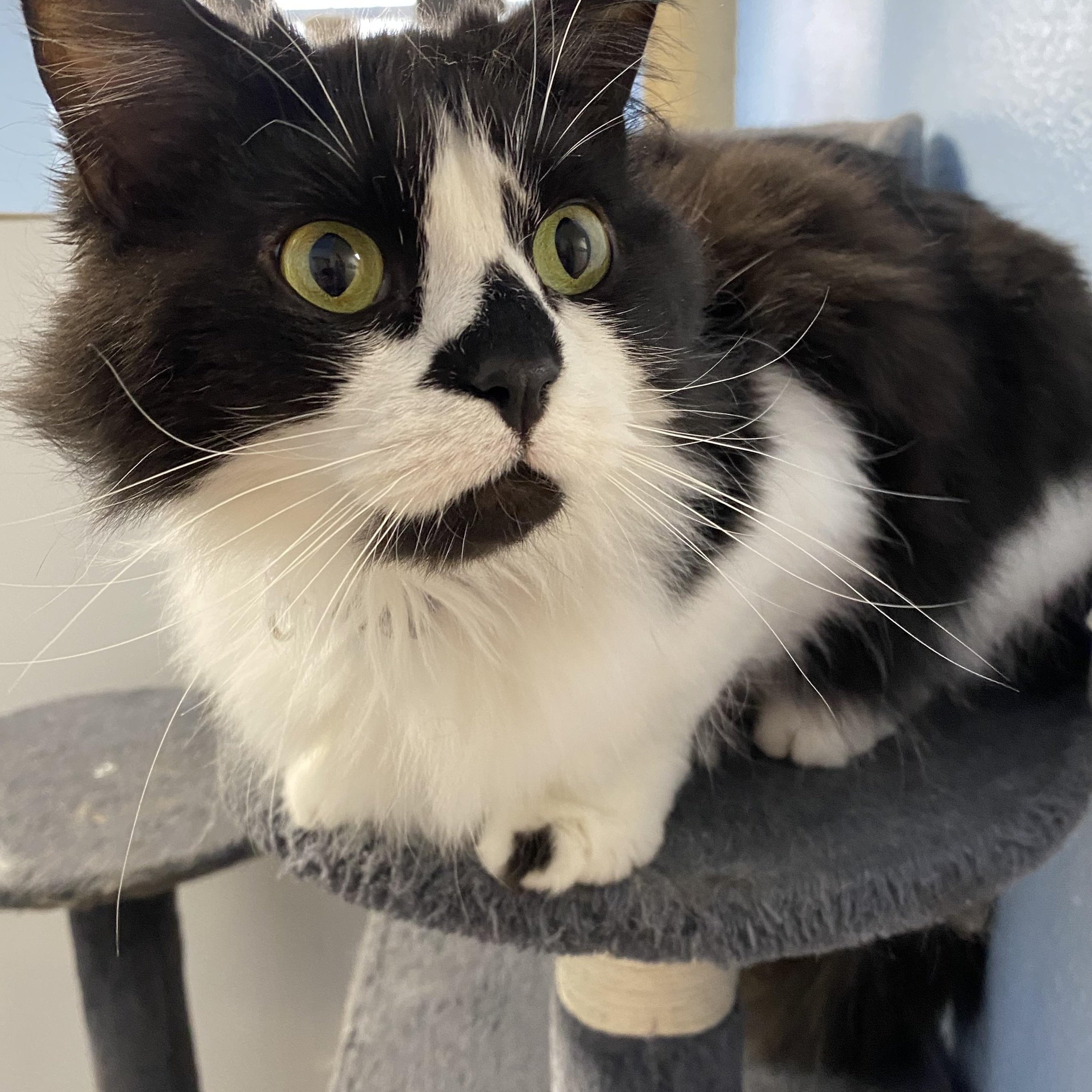 Little Missy, a ADOPTABLE Domestic Long Hair in Choteau, MT image 2/3