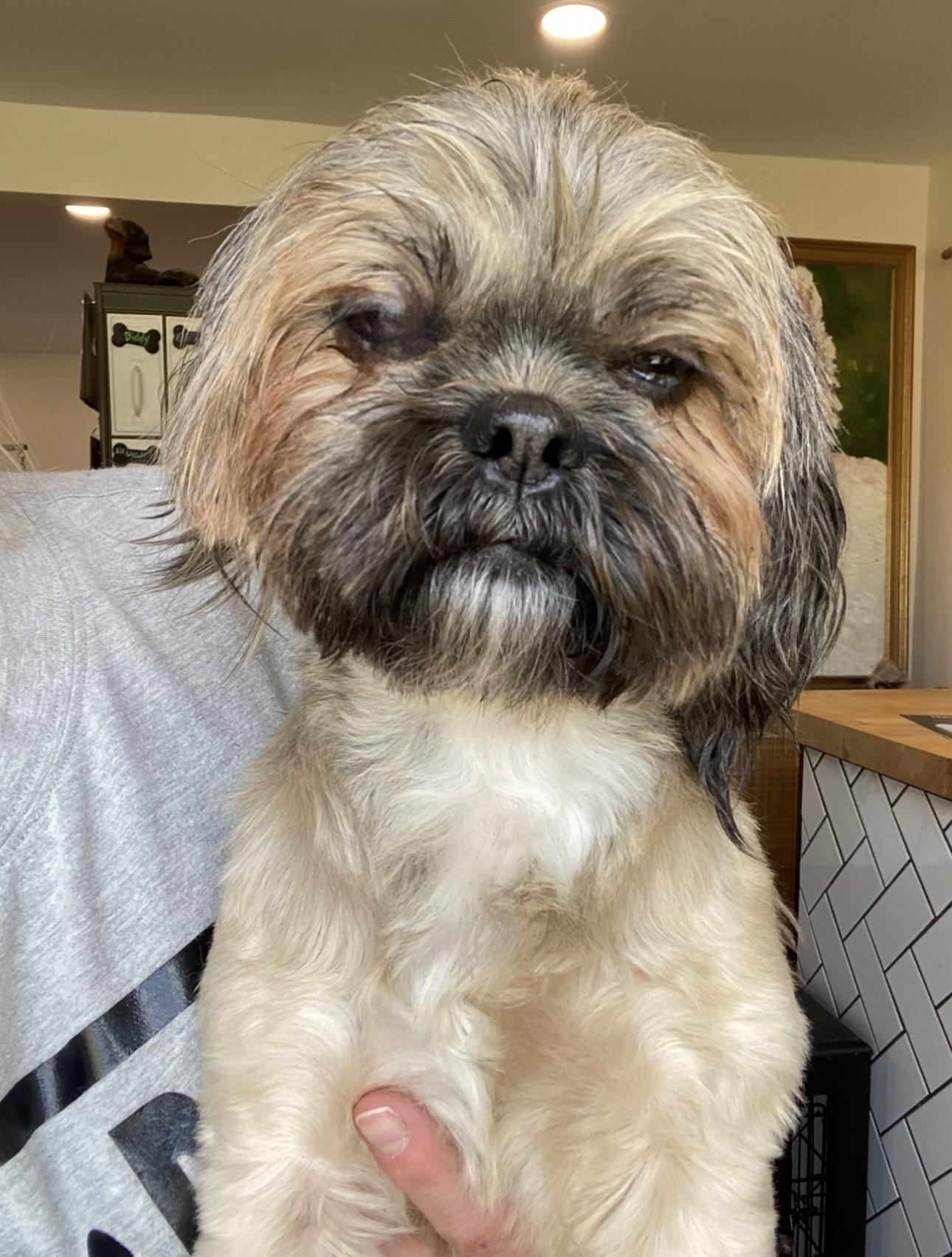 Enlarge Fanny Farmer, a ADOPTABLE mixed breed in Glendale, OH image 1/1