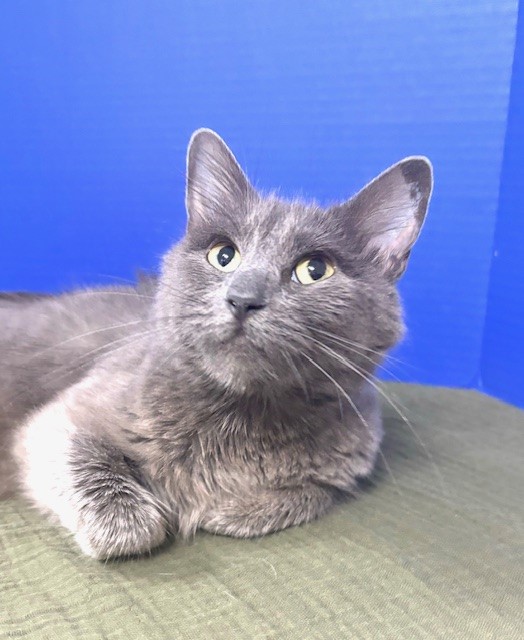 Endzone Enforcer, Adoptable, Young Female Domestic Medium Hair.